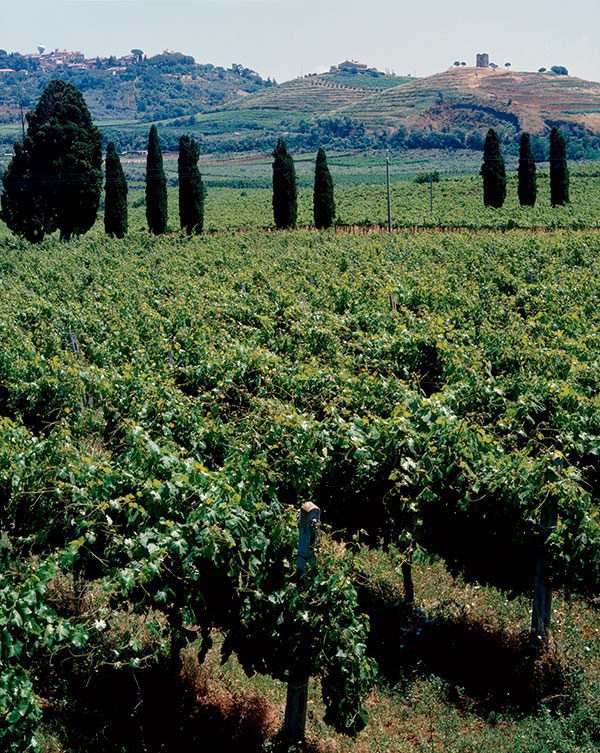 vigneto-con-cipressi-verticalesmall